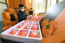 [세계로 뻗어가는 경남 농산물] 창원 단감