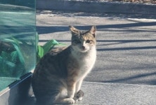 창원서 고양이 잔혹 살해 20대 남성 용의자 검거