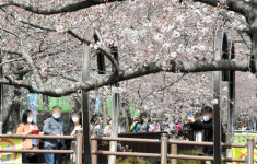 벚꽃이 너무 예뻐 걱정입니다… 진해 여좌천·경화역 가보니