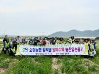 의령농협 임직원봉사단, 정곡면서 양파농가 일손돕기