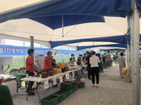 합천군 대양면, 대양 토마토 축제 개최