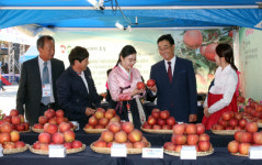 내달 5~6일 밀양 ‘얼음골 사과축제’
