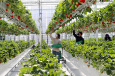 밀양 삼랑진에 ‘지역특화 임대형 스마트팜’ 만든다