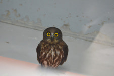 [람사르초록기자세상- 부산 을숙도 생태탐방] 부상당한 야생동물 구조부터 치료·방사