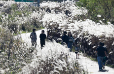 [포토뉴스] 물억새 핀 주남저수지 제방