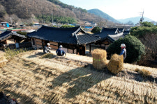 의령군, 전통가옥 초가지붕 이엉 잇기 한창