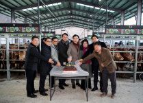 하동축협, 갑진년 송아지 경매시장 개장