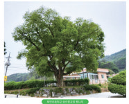 창원지역 ‘우리 학교 뿌리 깊은 나무’  ③북면초 승산분교장 팽나무