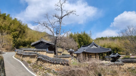[주말ON 김홍섭의 좌충우돌 문화 유산 읽기] (4) 합천 묘산 묵와고택과 화양리 소나무