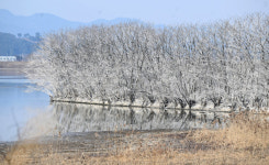 새 배설물로 하얗게 덮인 주남저수지 왕버들나무