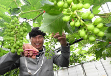 [농촌 살리는 귀농스토리] 도시생활 22년 접고 도전… 송이송이 영그는 ‘수출농의 꿈’