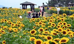 ‘노란 물결 넘실’ 함안 강주해바라기 축제