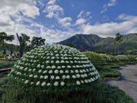 국화꽃 만발 양산 황산공원