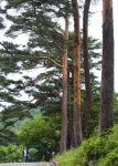 내 고향 산책 | 시인 김담의 강원도 고성 - 동해북부선 기찻길에 고동이 메아리치는 날을 기다린다