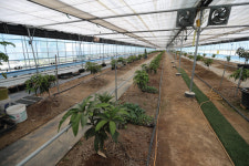 아열대 과일·채소 재배하는 농민들