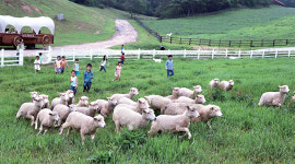 [하영삼의 한자 키워드로 읽는 동양문화(7)] 미(美): 권력 테크놀로지에서 벗어나게 해주는 해방의 감성