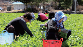 [생활건강] 코로나19 극복에 도움되는 10大 식품