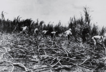 [새 연재 | 신명호의 근·현대 건국운동사 - 근·현대 건국 담론(2)] 민주공화제 실현 위해 행동에 나선 도산