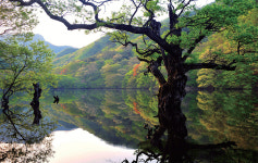 [권오길이 쓰는 생명의 비밀] 뜨거운 열 식혀주는 샘물 수호신, 왕버들