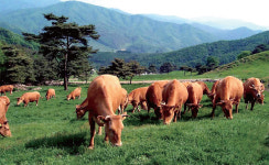 [연중기획 | 지방 소멸… 고향사랑기부제가 답이다(7)] 기금사업·답례품 발굴 주력하는 강원 횡성군
