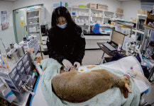 [ZOOM UP] 충남야생동물구조센터