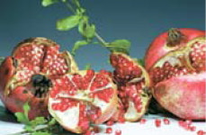 [2019 소비자 선정 최고의 브랜드 대상] 고흥 석류