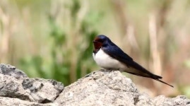 강남 갔다 돌아온 제비 흑산도 제비 급증