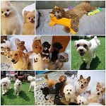 가두지 않는 반려견 유치원, 서초·강남구 애견호텔 윤앤퍼피