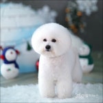 소중한 반려견을 위한 애견미용 TIP! 신림 모찌애견샵 전진배 원장