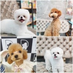 불안한 애견미용, 베테랑은 다르다. 남양주 디스타일 김다현 대표.
