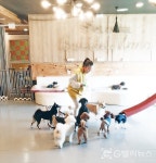 반려견과 반려인을 위한 종합선물세트! 인천 버블멍 김동현 대표.