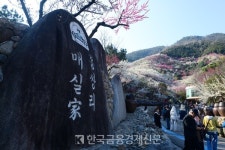 [포토뉴스] 봄꽃 축제의 여왕 매화...광양 매화 축제