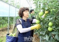 햇사과 수확