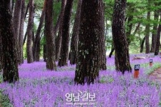 솔밭 가득 맥문동 만개