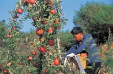봉화군 ‘1억 소득농가 매년 100가구 만들기’ 성과