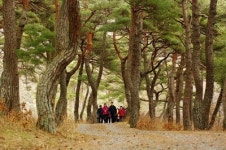 [慶北의 재발견 .23] 외씨버선길 ‘만추의 청송 3개구간’ (下·셋째길, 김주영 객주길)