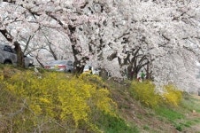 [류혜숙의 여행스케치] 경주서 가장 아름다운 <김유신 장군 묘 벚꽃길>