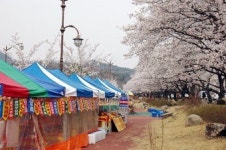[류혜숙의 여행스케치] 경주서 가장 아름다운 <김유신 장군 묘 벚꽃길>