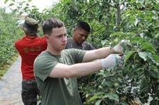 해병대1사단·해군6전단 주한미군 무적캠프 장병 7천여명 농가일손 돕기