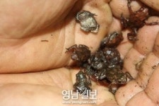 대구 대명천 유수지 두꺼비 ‘로드킬’ 참사