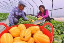 [y포토스토리] 로컬푸드운동