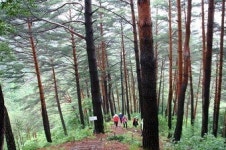 울진 금강송 숲길 함께 걸어요