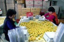 “알 굵고 새콤달콤한 영천살구 드세요”