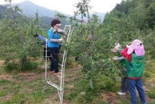 예천농협 임직원·안동 송하동주민·사회봉사대상자 “사과농장서 일손 도와요”