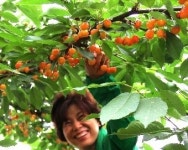대구상동마을 체리 수확 체험 행사