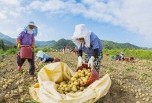 안동시 도산면 토계리 감자수확 한창