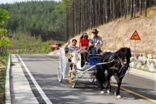 [영천 운주산 승마자연휴양림] 승마 즐기고 난 뒤 삼림욕에 빠져보세요