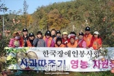 한국장애인봉사協, 영천서 사과따기 봉사 활동