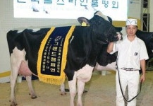 경북 젖소 , 전국무대서 최고혈통 인정받아
