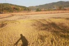 [서태영의 포토 바이킹]  대구 팔달교∼사수동 한강근린공원~다사읍 이천리 이강서원~이현고개~하빈 기곡리~왜관 가실성당~낙동강자전거길... 